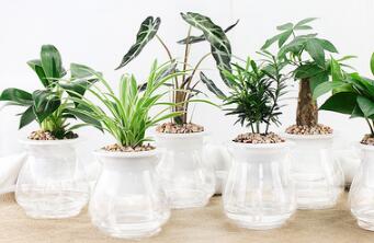 二十種常見綠植的詳細養護方法（上）